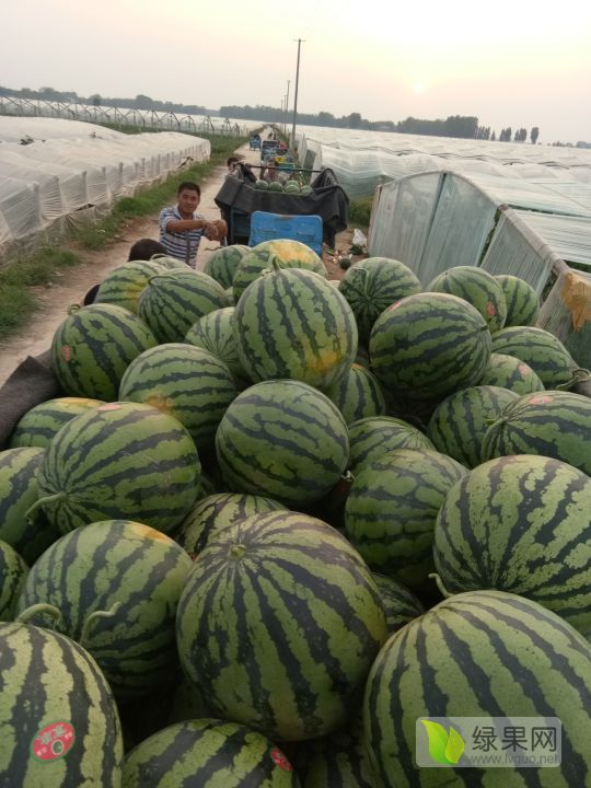 2019年山东莘县甜王系列价格