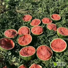 山东甜王大量供应凡平代办代发