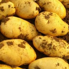 湖北广水市荷兰十五土豆大量上市，常年有货