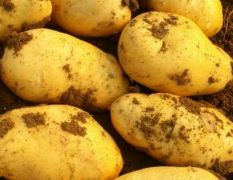湖北广水市荷兰十五土豆大量上市，常年有货