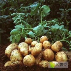 莒南铁牛庙大棚土豆大量上市中