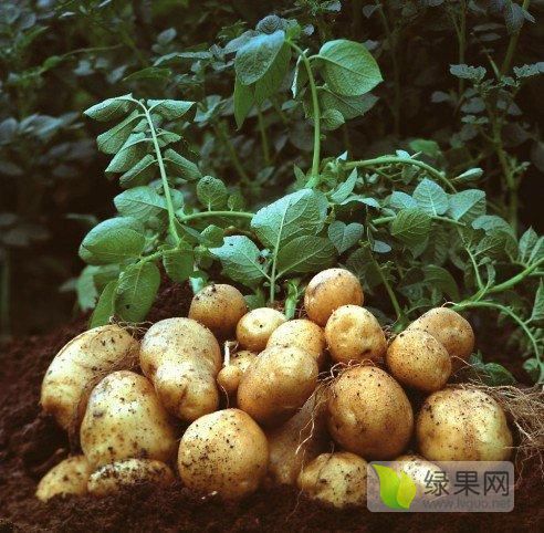 2019年山东莒南克新一号价格