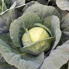 河北唐山甘蓝 土豆 西瓜