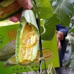 山东莘县我市场大量供应各种圣女果，香瓜甜瓜