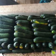 广西西乡塘坛洛冬瓜大量上市