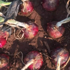 西昌精品洋葱上市了，果型颜色都不错