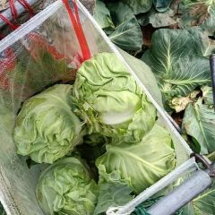 河北唐山市玉田县玉田甘蓝