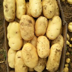 滕州土豆大量上市