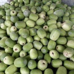 冬瓜大量上市价格下滑