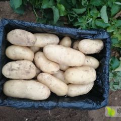 大量供应滕州土豆