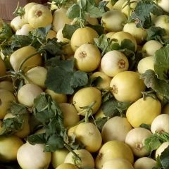 山东费县甜瓜星甜20大量上市