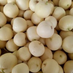 山东省费县万亩大棚甜瓜基地