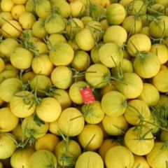 久红瑞，西州密，东方蜜，网文，蜜瓜，品种全。