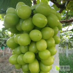 慈溪巨峰葡萄-2019慈溪葡萄批发中心大量供货商