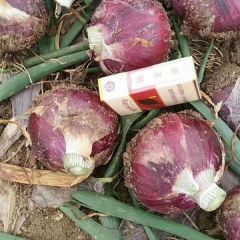 山东郯城紫皮洋葱随行就市