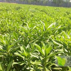 高钙菜又叫养心菜