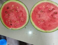 大名縣沙土地大棚甜王西瓜