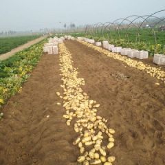 滕州优质土豆大量上市