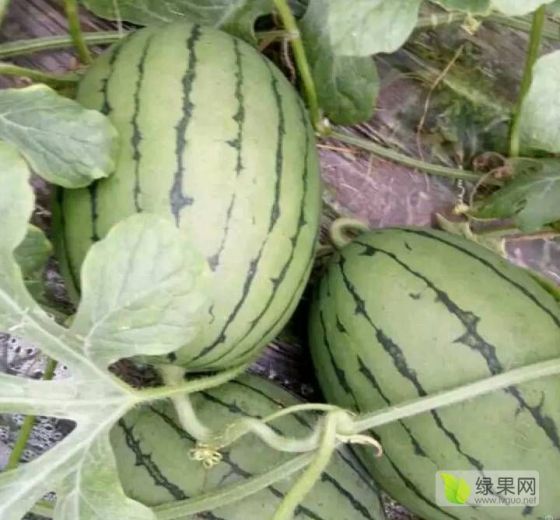 早春红玉价格