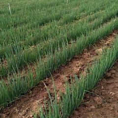 500余亩大葱种植基地