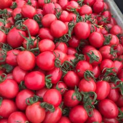 莘县好吃的 圣女果 大量上市