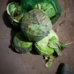 单县蔬菜购销，洋葱，大蒜，蒜薹，包菜。