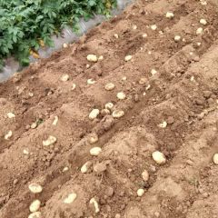 云梦土豆品种早大白大量上市