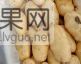 土豆批量上市，质优量大