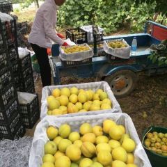 陕西大荔金太阳杏 45以上