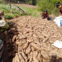 眉山红薯(黄皮红心),3两~1斤半,0.38一斤,量大从优!