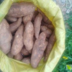 眉山红薯(黄皮红心) 0.38一斤包上车产地直供 ,量大从优