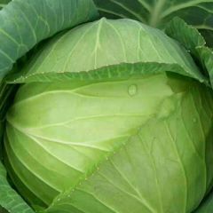 卷心菜于每年春季4月十号左右上市