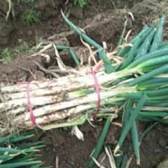 江苏省启东市铁杆大葱种植专业户