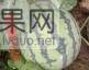2019年江苏东台8424西瓜价格