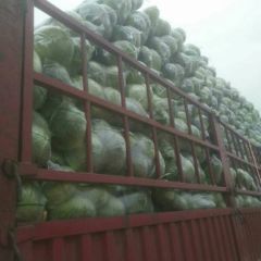 大量供应扁包，品种有，冬升，冬大将，久久红，阿姆思特，适合各种包装。