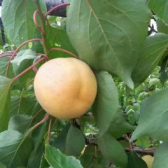 大棚金太阳杏，凯特杏，金寿杏大量供应