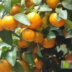 地头价，保质保量