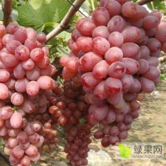 西昌克瑞森供应