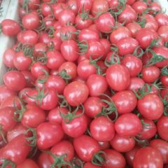 千禧，贝贝，圣女果种植基地！！！