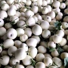 供应518，甜宝、脆宝、羊角