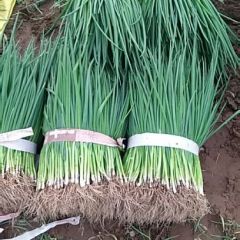 河南省焦作市武陟县小葱基地