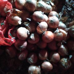 牡丹江圆葱，紫皮，黄皮都有