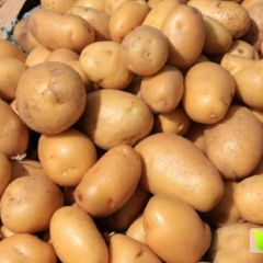 昌黎新集王龙中薯系列土豆