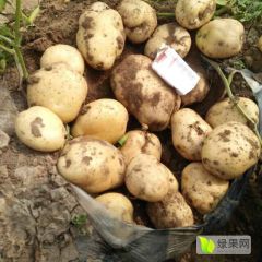 2019昌黎土豆值得出手