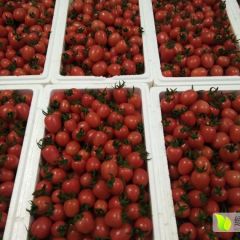 莘县燕店张先生千禧，六号，贝贝西红柿