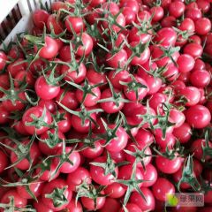 优质千禧，贝贝圣女果