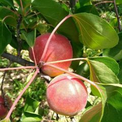 陕西丰园红杏批发基地批发价格