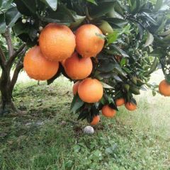 阳朔产地优质夏橙大量供应