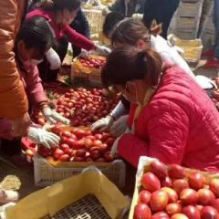 山东冠县油桃产区陆续大量上市了