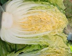 白菜大量上市，欢迎电话联系